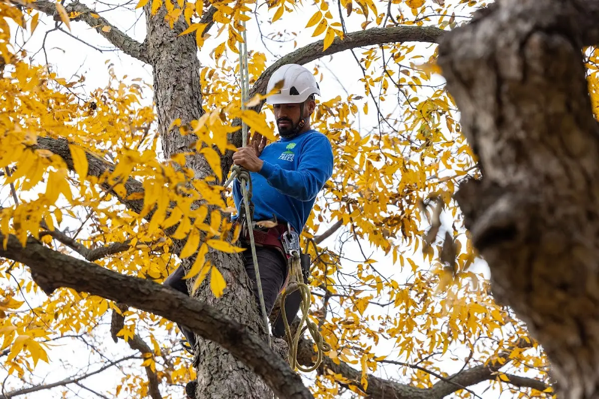Skilled Storm Damage Cleanup crew working in Ault